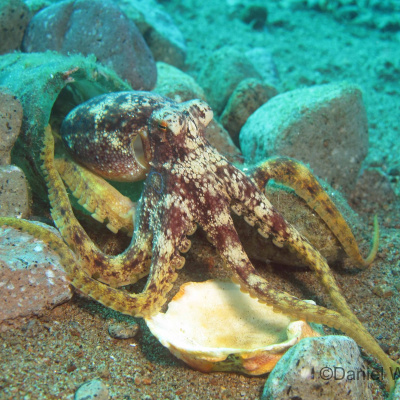 Octopus mototi (Giftiger Ocellatus Oktopus) Philippinen, Visayas, Negros, Dauin