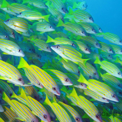 Caranx melampygus (Blauflossen-Makrele) Maldediven, Süd-Ari Atoll